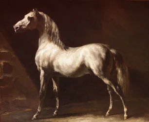 Caballo árabe gris blanco.